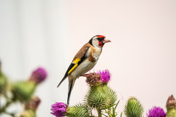 European goldfinch, feeding on the seeds of thistles. Carduelis carduelis.