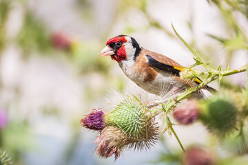 European goldfinch, feeding on the seeds of thistles. Carduelis carduelis.