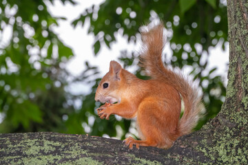 Young Squirrel sits on tree in summer. Eurasian red squirrel, Sciurus vulgaris.