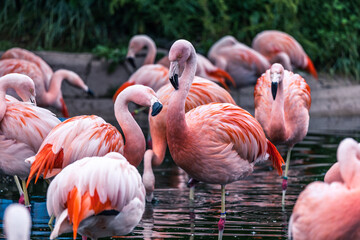 フラミンゴの群れ