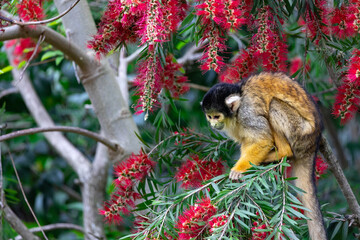木の上のリスザル