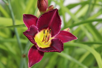 purple lily flower