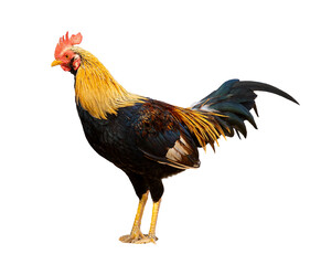 An image isolated or cut out one rooster is a species asia bantam chickens on the white background with clipping path.