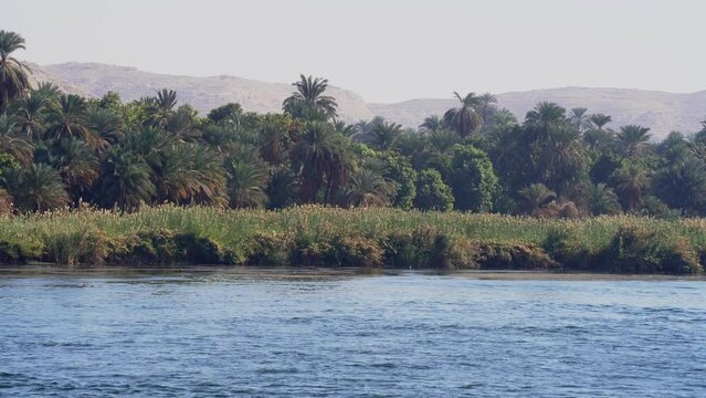 Marshes, Greens, Palm Trees, and Desert Mountain on Nile River Banks
