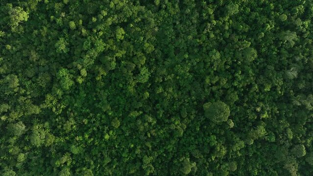 Drone top down shot bird eye view of tropical Amazon rain forest jungle. Dense rainforest canopy landscape viewed from the sky. healthy ecosystem, environment concept. High resolution 4k