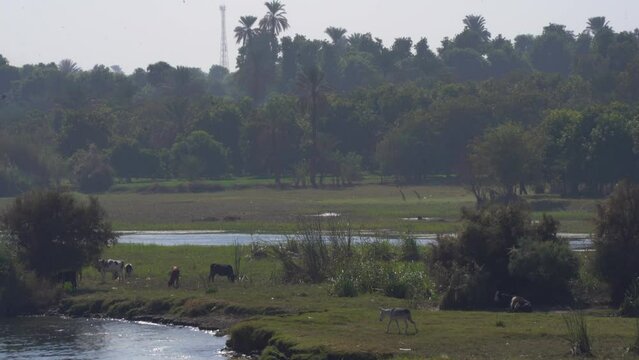 Farm Animals Along Nile River Valleey in Aswan, Egypt