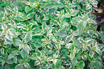 bishop's weed, masterwort grass in garden