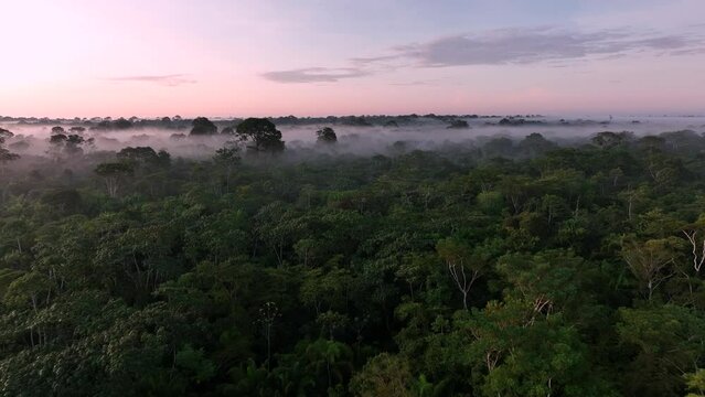 Aerial drone fly view of scenic sunrise at amazon tropical jungle rainforest with vivid fog rays in the morning close to a river lake.High resolution 4k