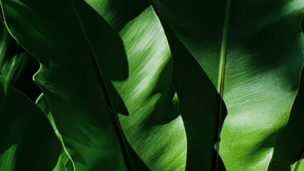 tropical leaves, dark green foliage ,abstract green texture, nature background, tropical leaf	
