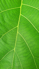 tropical leaves, dark green foliage ,abstract green texture, nature background, tropical leaf