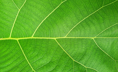tropical leaves, dark green foliage ,abstract green texture, nature background, tropical leaf