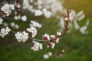 Tree with Cherry blossom
