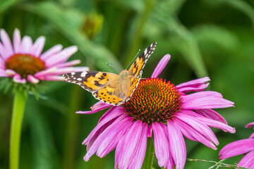 Obraz premium Beautiful butterfly painted lady or Vanessa cardui sitting on purple Echinacea flower in the summer. Close up. Macro.