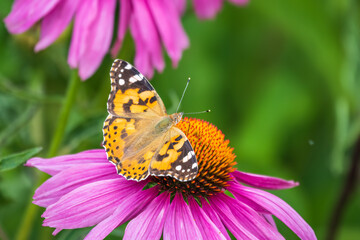 Fototapeta na wymiar Beautiful butterfly painted lady or Vanessa cardui sitting on purple Echinacea flower in the summer. Close up. Macro.