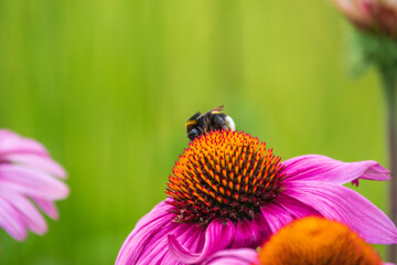 A closeup shot of a bee collecting pollen on a purple echinacea flower