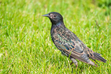 The common starling or European starling, Sturnus vulgaris, on a sprng lawn.