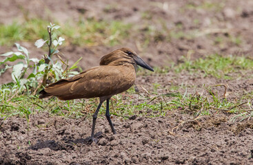 Hamerkop (Scopus umbretta) or hammerhead, hammerhead stork, a bird-driver hunting in stork-like medium-sized water. It is common in South Africa.