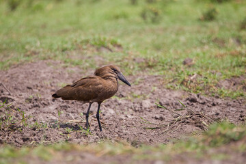 Hamerkop (Scopus umbretta) or hammerhead, hammerhead stork, a bird-driver hunting in stork-like medium-sized water. It is common in South Africa.