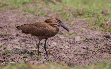 Hamerkop (Scopus umbretta) or hammerhead, hammerhead stork, a bird-driver hunting in stork-like medium-sized water. It is common in South Africa.