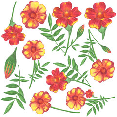 Set of Red and Yellow Flowers with Green Leaves Isolated on White Background. Red and Yellow Floral Element Drawn by Colored Pencil Collection.