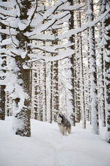 Fototapeta premium Portrait of Alaskan Malamute dog on snow. Winter hiking in the forest. Carpathian mountains, Ukraine.