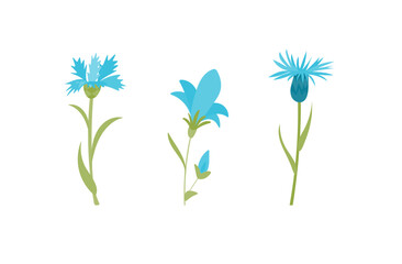 Fototapeta na wymiar blue flowers cornflower, bluebell isolated on white