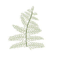 Green Doodle Leaf organic line art. Fern leaves.	
