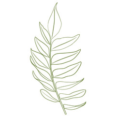 Green Doodle Leaf organic line art. Fern leaves.	
