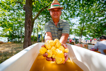 Obraz premium Senior holds in his hands fresh peel clean young potatoes