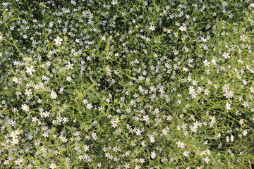Amazing view of grass flower in the garden