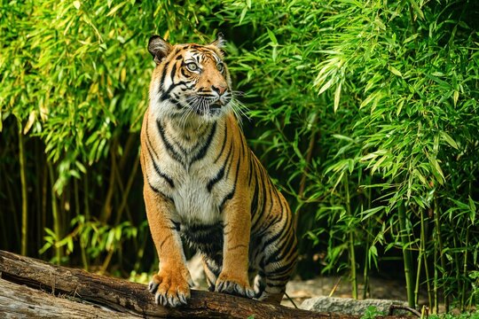 Sumatran Tiger, panthera tigris sumatrae, Adult 