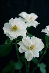 白い小さなバラ