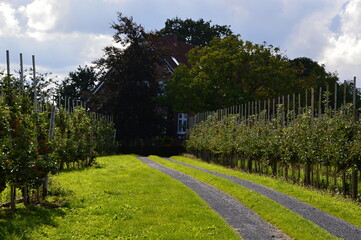 Apple Plantation in the Old Country at the River Elbe, Lower Saxony