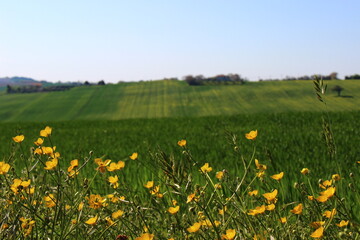 Fototapeta premium Prato fiorito