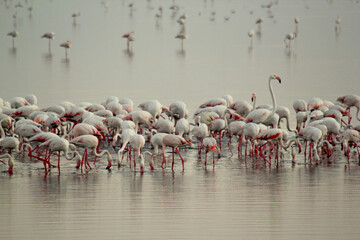 Naklejka premium Migratory Flamingos in their world.