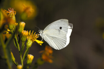 Cabbage butterfly Latin name Pieris rapae