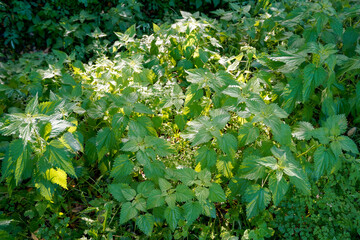 Stinging Nettles Urtica dioica green plant background