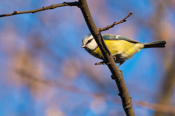 A Blue Tit Perched on a Leafless Branch is Preparing to Take-Off in Search for Food