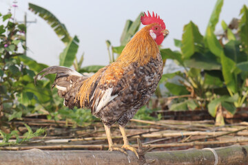 Hens will often try to lay in nests that already contain eggs and have been known to move eggs from neighbouring nests into their own