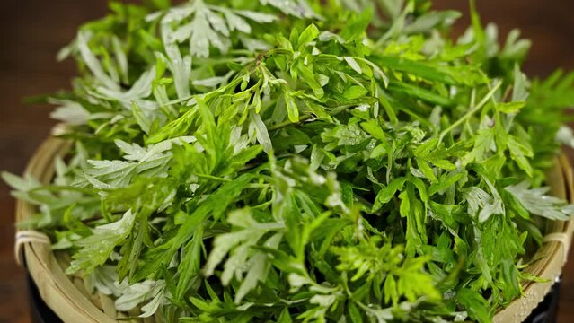 Chinese herbal medicine: mugwort leaf video