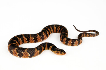 Fototapeta premium Gebänderte Wassernatter // Banded water snake (Nerodia fasciata)
