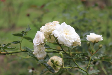 Wonderful white rose in the the garden of Bangladesh.