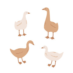 duck, goose illustrations, domestic animals clipart, farm life illustrations, farmer flat vector style