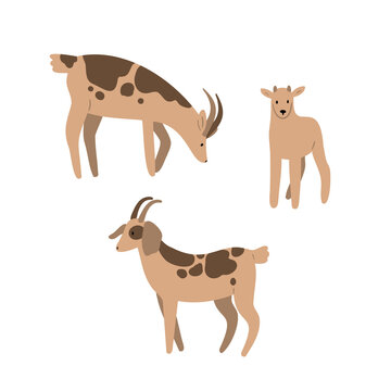 goat illustrations, domestic animals clipart, farm life illustrations, farmer flat vector style