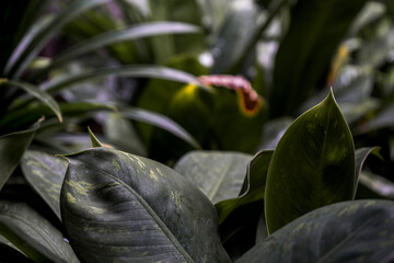 Green leaves on blur background © Riecker photogallery