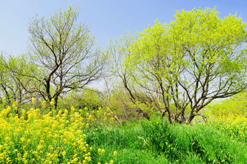 春の芽吹きの江戸川河川敷風景