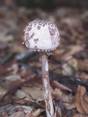Macrolepiota procera, the parasol mushroom, a basidiomycete fungus with a large, prominent fruiting body