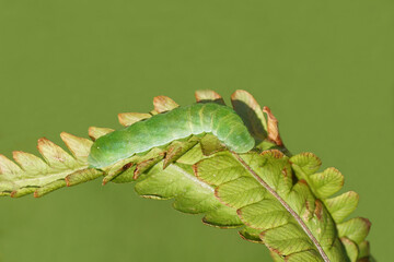 Caterpillar of the Small Angle Shades (Euplexia lucipara), family owlet moths (Noctuidae) eating a fern leaf in a Dutch garden. Netherlands