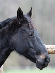 Kopf Portrait, ein schwarzbraunes Pferd, Hannoveraner Wallach mit Winterfell, entspannt auf dem Paddock