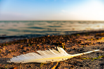 Wei&szlig;e Feder eines Vogels liegt am Strand.